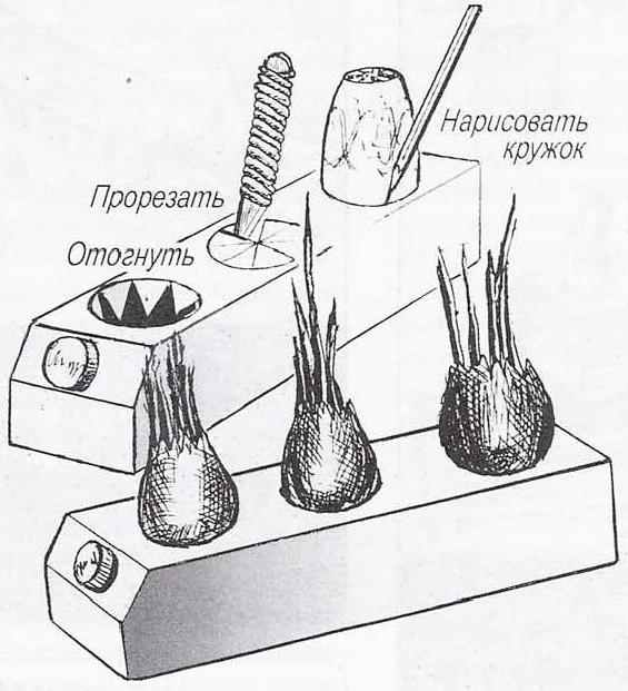 ВМЕСТО СОКА — ЛУК