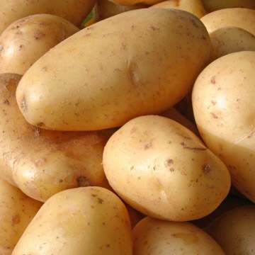 TO RAISE POTATOES? IN THE SAWDUST!