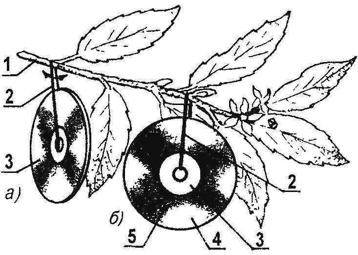 Old, defective CD-ROMs as a scarer (a) birds of light reflections from the mirror surface and how sticky traps (b) for harmful insects, attracted by a special adhesive, which is applied to the back (advertising) side of the substrate