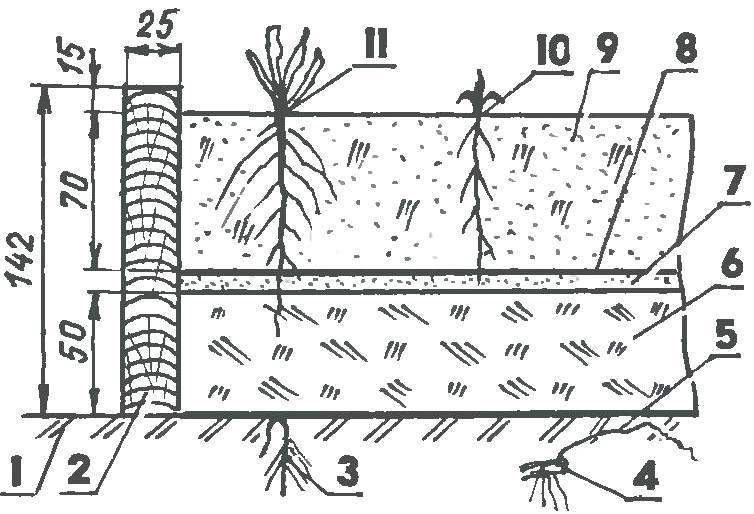 NEWSPAPER MULCH