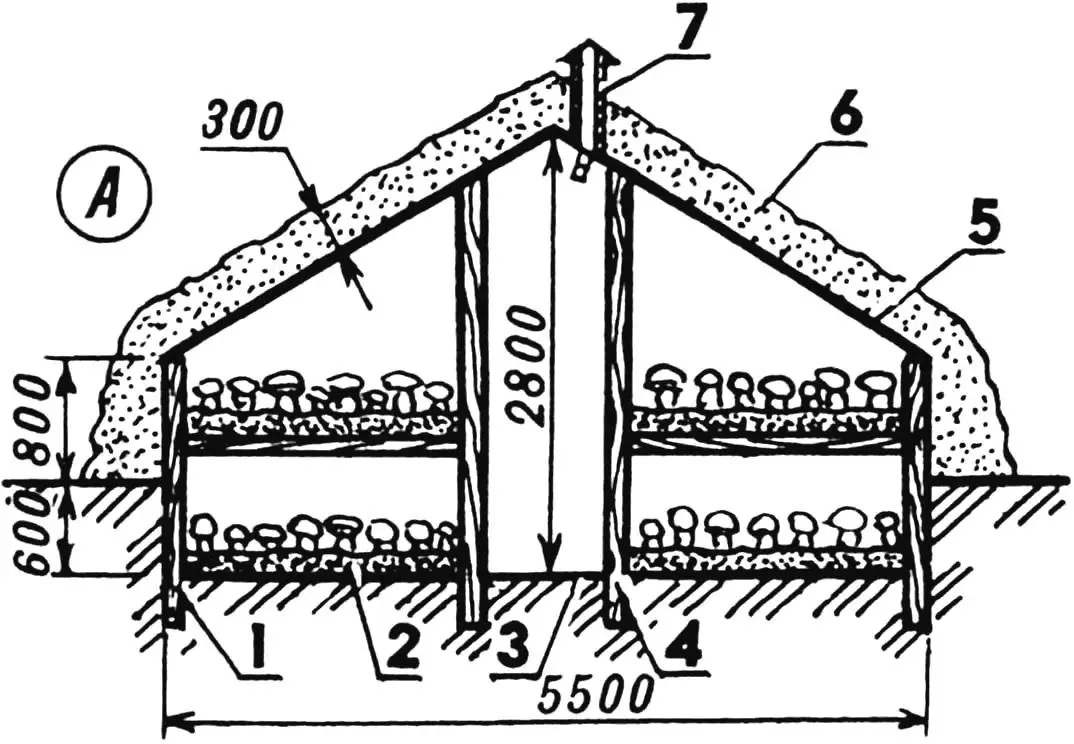 Вирощування шампіньйонів: теплиці Грачова