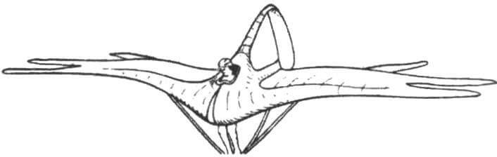 Авторский рисунок орнитоптера БИЧ-16