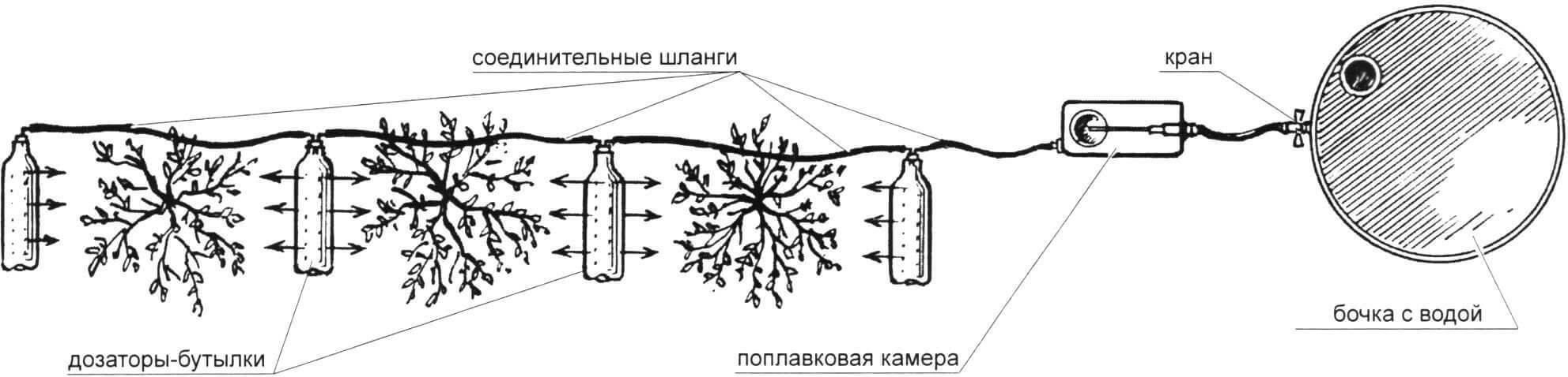 Устройство для автоматического дозированного подземного полива кустарника с дозаторами-бутылками (вид в плане)