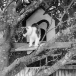 ДОМИК ДЛЯ ДУСИ