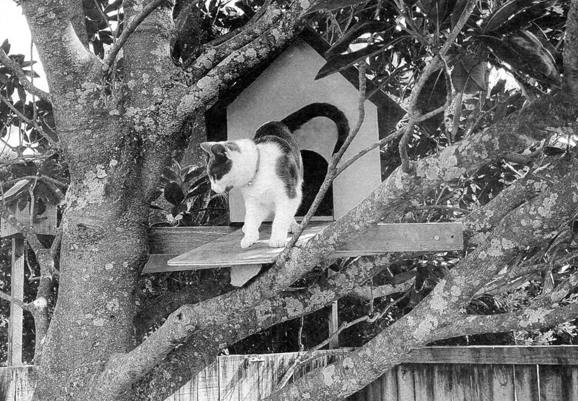 ДОМИК ДЛЯ КОШКИ ДУСИ