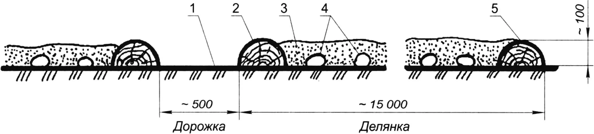 Схема организации делянки для выращивания раннего картофеля