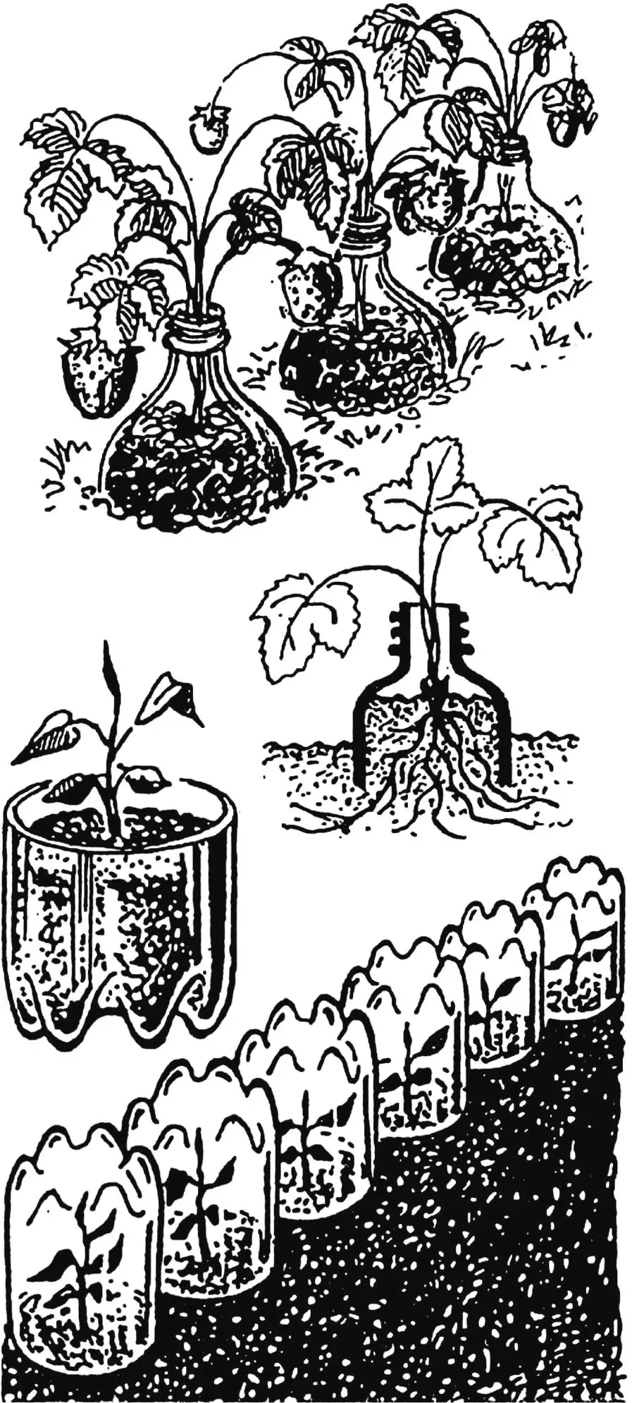 Growing strawberries in plastic bottles.