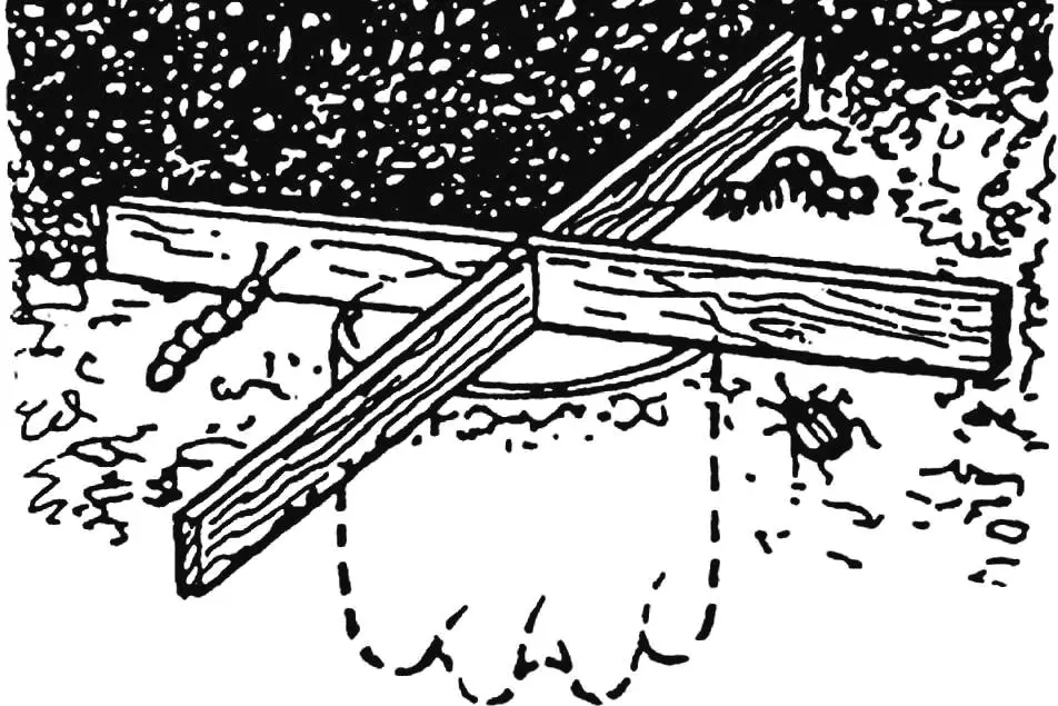 Ground-level insect trap